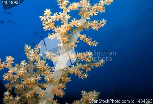 Image of Soft Coral