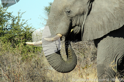 Image of Elephant Eating