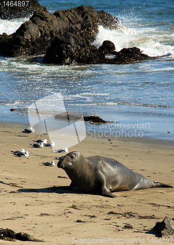 Image of Elephant Seal