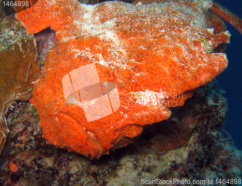 Image of Giant Frogfish