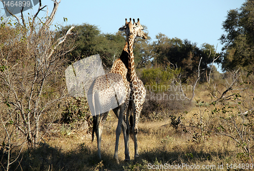 Image of Giraffe Couple