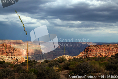 Image of Grand Canyon