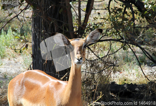 Image of Impala