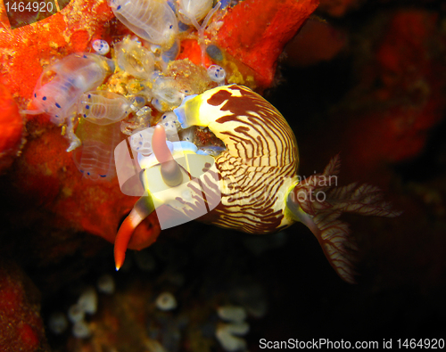 Image of Lined Neon Slug (Nembrotha Lineolata)