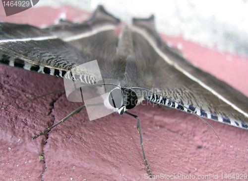 Image of Moth