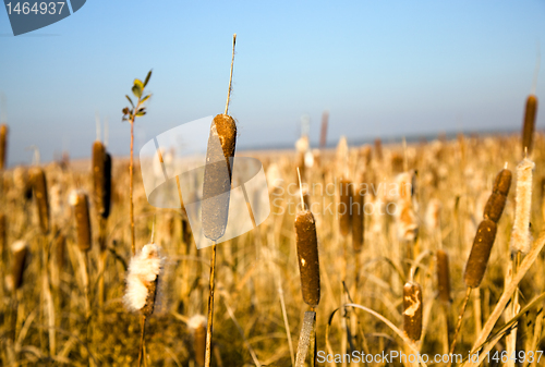 Image of yellow cane