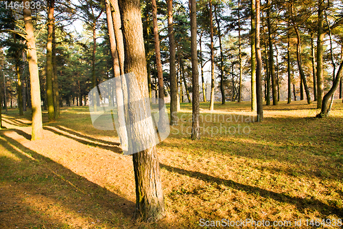 Image of Trunks of trees (autumn)