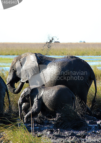 Image of Mud Shower