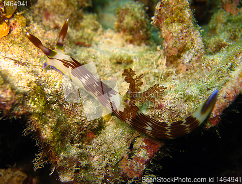 Image of Lined Neon Slug (Nembrotha Lineolata)