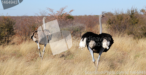 Image of Ostriches on the Run