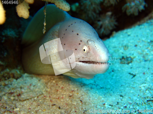 Image of Peppered Moray