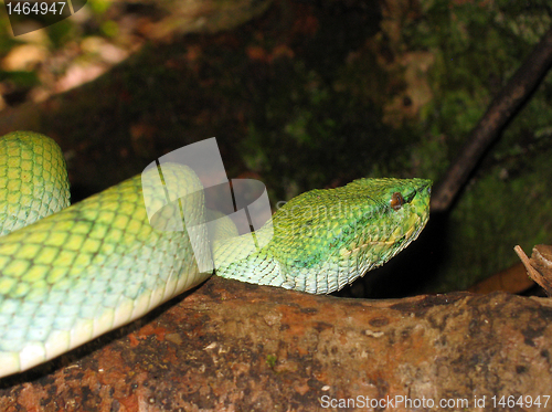 Image of Pope's Pit Viper