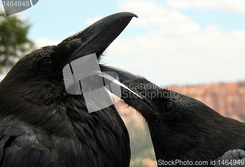 Image of Ravens