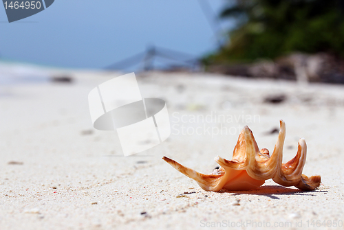 Image of Seashell