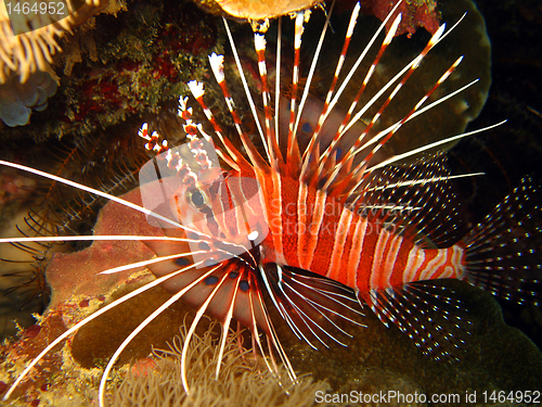 Image of Spotfin Lionfish