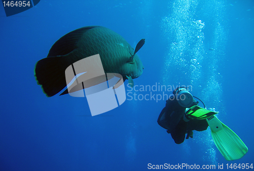 Image of Napoleonfish & Diver Swimming