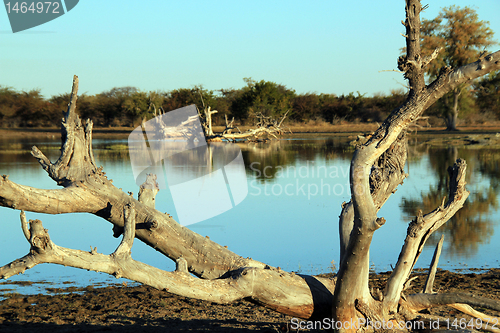 Image of The Lake