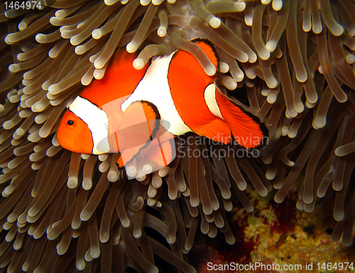 Image of Western Clown-anemonefish