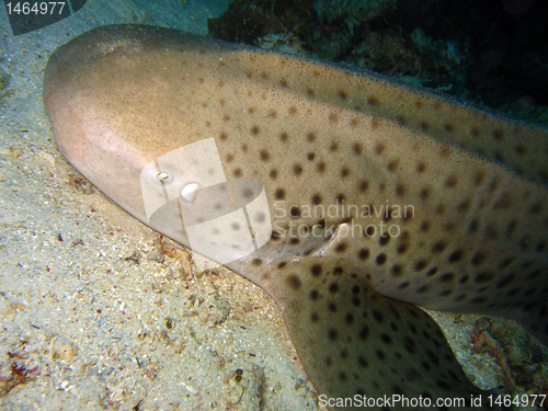 Image of Zebra Shark