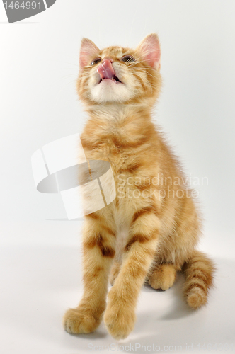 Image of red kitten looking up