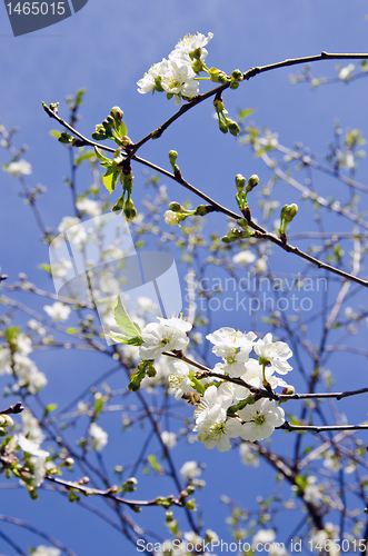 Image of Details of white blooming apple tree branches.