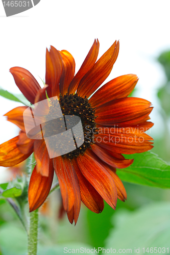 Image of Red sunflower