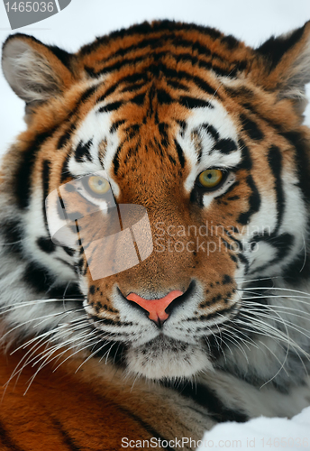 Image of Tiger portrait