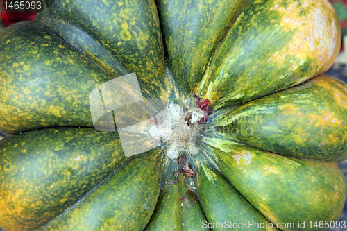 Image of Close Up of Green Pumpkin Top Stem