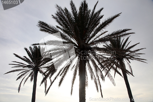 Image of Date palms