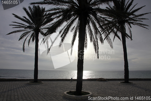 Image of Date palms