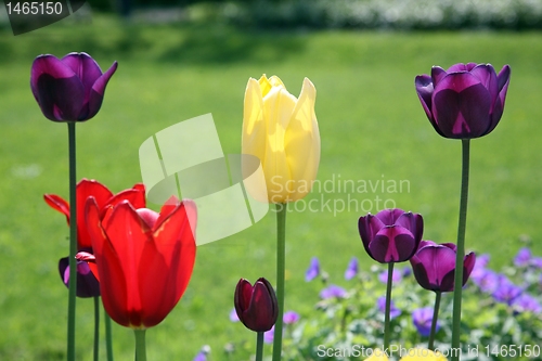 Image of Tulips in full bloom