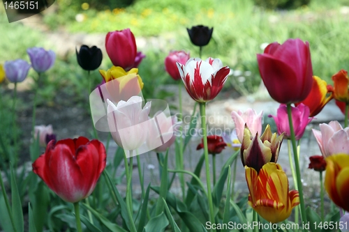 Image of Tulips in full bloom