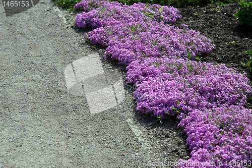 Image of Garden flowers