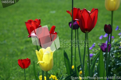 Image of Tulips in full bloom