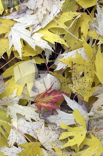 Image of Yellow leaves