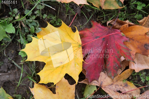 Image of Autumn leaves