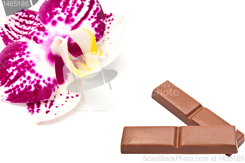Image of Orchid and chocolate