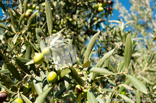 Image of Olive tree