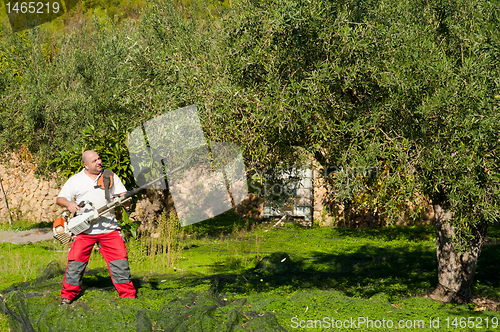 Image of Olive harvest