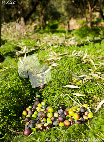 Image of Harvested olives