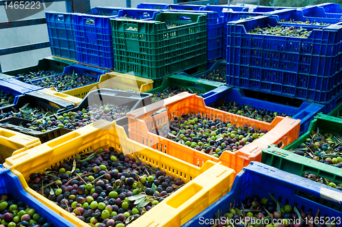 Image of Olive harvest