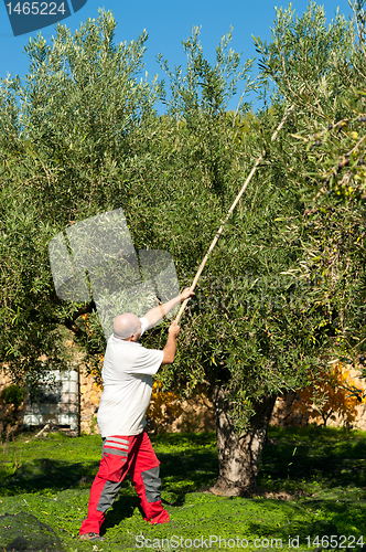 Image of Olive harvest