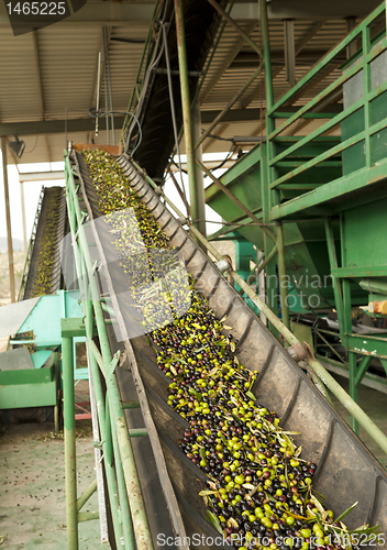 Image of Olive mill in action