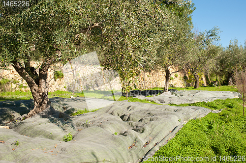 Image of Olive grove