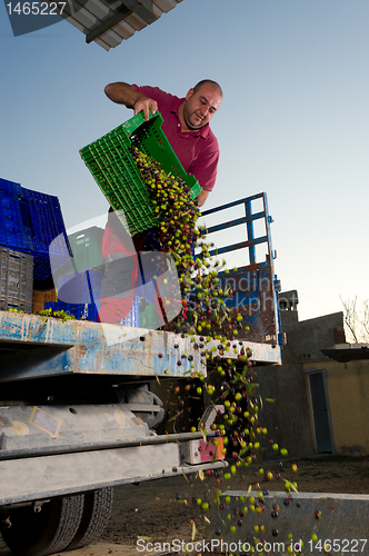 Image of Unloading olives