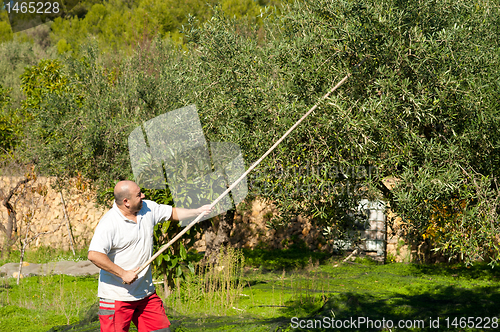 Image of Olive harvest