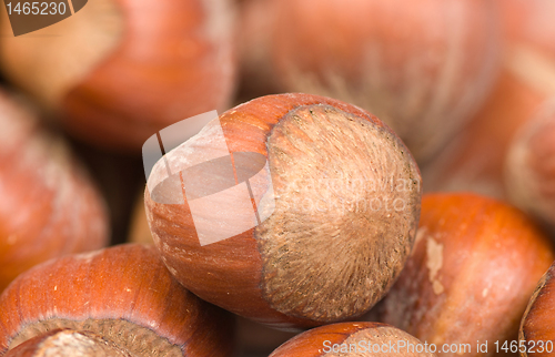 Image of Hazelnuts