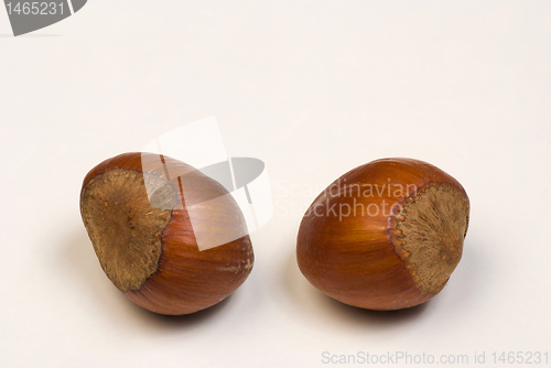 Image of Hazelnuts