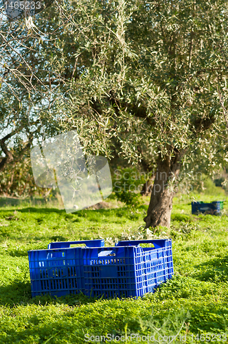 Image of Olive harvest