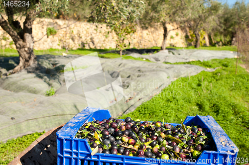 Image of Olives